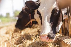 Serum Mineral Dynamics in Periparturient Dairy Cows and Their Association With Fatty Liver Disease
